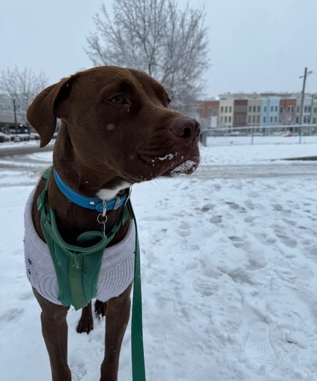 Photo of a chocolate pit bull and Labrador mix in a sweater, standing in the snow